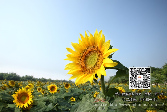 直銷專業網,無限極